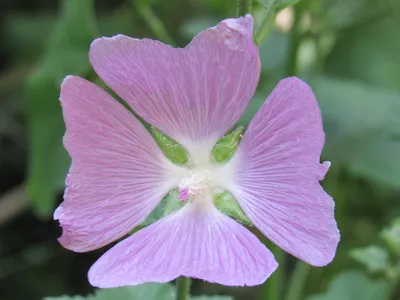 Igar Dadzkov on X: \"Musk mallow. Myskmalva. Мускусная мальва. #nature  #flowers #MuskMallow #myskmalva #FlowersPhoto https://t.co/yQ4bU1liWY\" / X