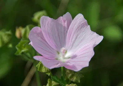 🌱 Мальва (Шток-роза) мускусная Rosea по цене от 525 руб: рассада, саженцы  - купить в Москве с доставкой - интернет-магазин Все Сорта