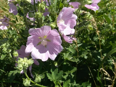 Мальва мускусная (Malva moschata) - PictureThis