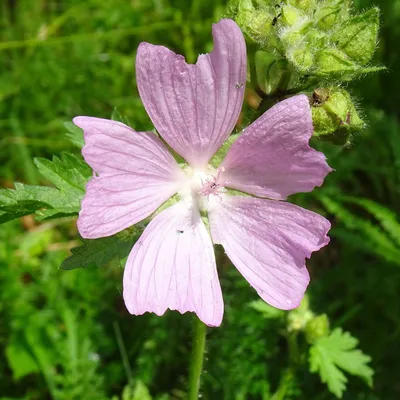 Malva moschata L., Мальва мускусная (World flora) - Pl@ntNet identify