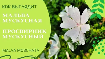 Вертикордия — Мальва мускусная розовая (Malva moschata rosea)