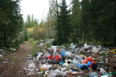 Чистый лес. Продолжение уборки свалок мусора в лесу | Пикабу