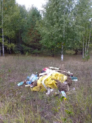 Современный человек живет в пластиковом облаке»: насколько опасен мусор в  лесу?