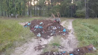 Мусор Оставленный Людьми В Лесу Мусор В Лесу — стоковые фотографии и другие  картинки Без людей - Без людей, Болезнь, Вариация - iStock