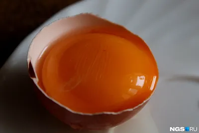 Какие яйца полезнее — куриные или перепелиные - Чемпионат