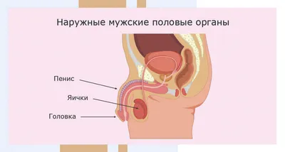 Короткая уздечка полового члена - признаки, симптомы, диагностика, лечение  и пластика