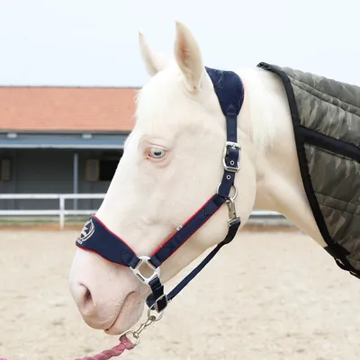 Уздечка Anatomical Classic купить Украина | Товары для конного спорта  Equine House