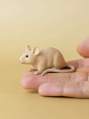 Животное маленькая мышь - 75 фото