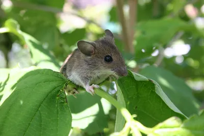 Дикая Мыши На Задних Лап — стоковые фотографии и другие картинки Мышь -  животное - Мышь - животное, Животное, Полевая мышь - iStock