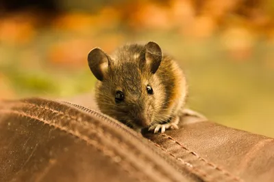 тема животного мира мышь млекопитающее изображение мягкой фокусировки в  ветках природной среды Стоковое Изображение - изображение насчитывающей  любимчик, мило: 238725093