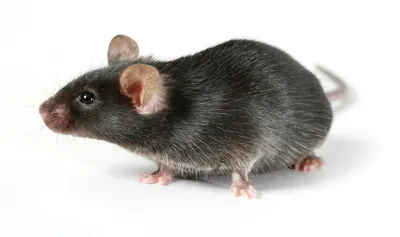 Житель Уэльса зафиксировал на видео загадочное поведение мыши | Ветеринария  и жизнь
