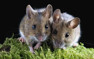 Летучая мышь — Фото, описание. Животные Краснодарского края