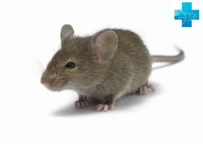 То ли мышка, то ли хрюшка: в Индонезии обнаружено новое животное —  свиноносая крыса - KP.RU
