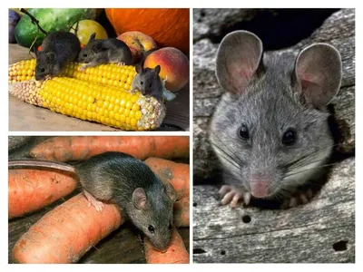 Уничтожение полевых мышей в частном доме - как избавиться от полевых мышей  в домашних условиях| klophlop.ru