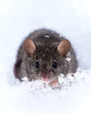 Страшнее «мышки» зверя нет