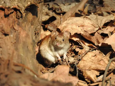 Мышь полёвка. Фотограф Alexey Romanov