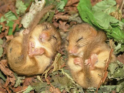 Мышь полевка Лесной массив парка Сокольники | Animals beautiful, Wild  nature, Animals and pets