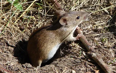 Обыкновенная Полевка Мыши (Microtus Arvalis), Изолированных На Белом Фоне  Фотография, картинки, изображения и сток-фотография без роялти. Image  37191178