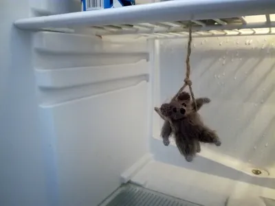 В холодильнике мышь повесилась! | Пикабу