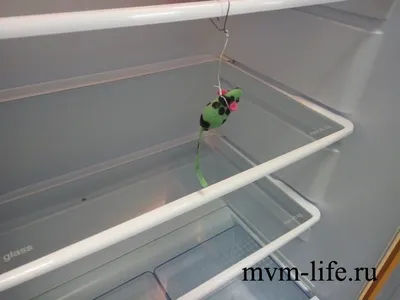 Когда в холодильнике мышь повесилась …. @izumi_61 приходят на выручку ⭐️ Ps  ни одна мышка не пострадала при съемках🙃 Даже напротив -… | Instagram