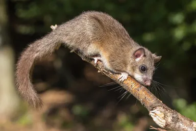 СОНЯ-ПОЛЧОК или БОЛЬШАЯ (Glis glis) - Фауна Беларуси