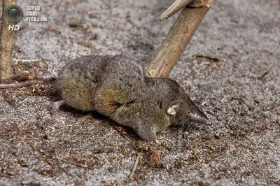 Krotow - уничтожение кротов - Землеройки. Размеры землероек не превышают  размеров обычной мыши. Эти мелкие млекопитающие редко достигают 5-7 см в  длину. Очень часто зверька путают с мышью, поэтому все садоводы и