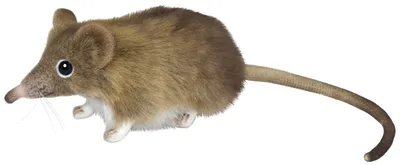 Жирнохвостая сумчатая мышь — Википедия