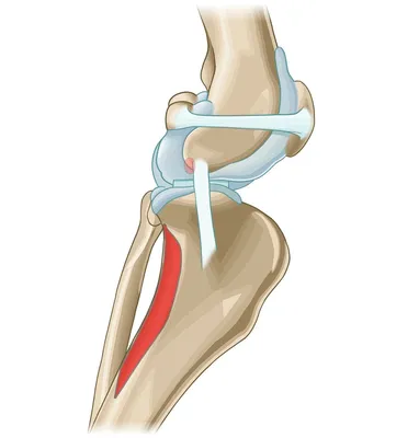 Подколенная мышца - Insertiones musculi - vet-Anatomy - IMAIOS