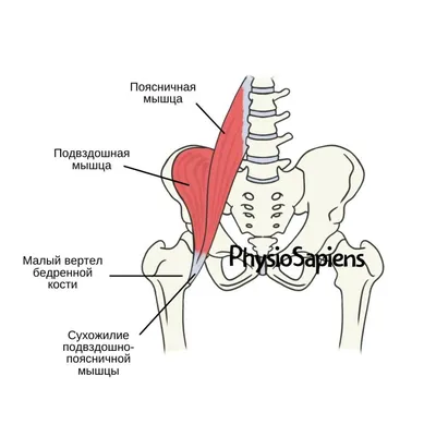 Короткая малоберцовая мышца - Insertiones musculi - vet-Anatomy - IMAIOS