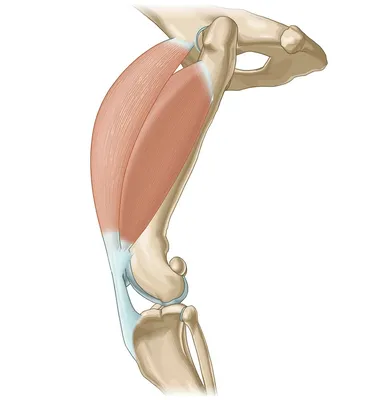 Прямая мышца бедра / Промежуточная широкая мышца бедра (Четырехглавая мышца  бедра) - vet-Anatomy - IMAIOS