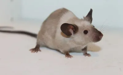 Крыса и мышь: отличия во всем!» — создано в Шедевруме