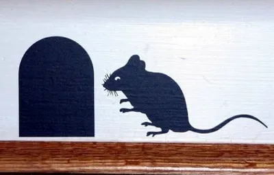 Грызуны в доме . Как избавиться от мышей в доме | GreenPost