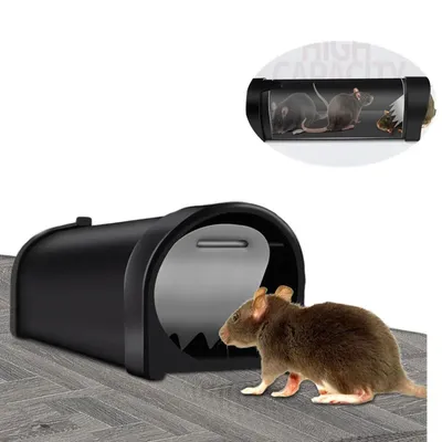 Мыши и крысы больше всего боятся этих запахов - как избавиться от грызунов  - Телеграф