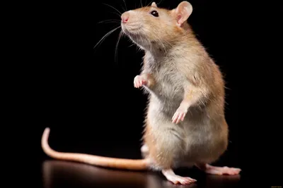 Тесто-брикет от крыс и мышей Nadzor 100г купить в интернет-магазине  RemontDoma