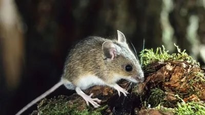 К чему снятся мыши по соннику: толкование снов про мышей