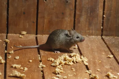 Топ-10 мышей и крыс в искусстве | Артгид