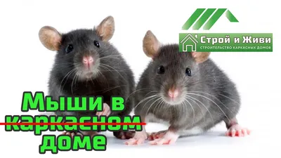 Клетка Природа для грызунов (хомяка, крысы, мыши) \"Микки\" с колесом  37*25*30 синя-зелена - доставка по Украине | ZooCool.ua