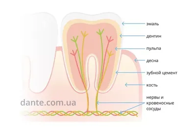Зачем в зуб ставят мышьяк - Как мышьяк убивает нерв, сколько времени это  занимает
