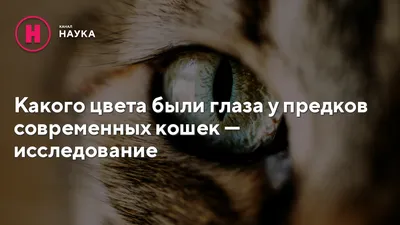 Животные, в больших глазах которых можно утонуть / В мире животных /  magSpace.ru