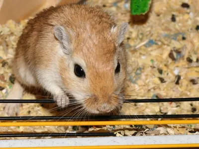 Песчанка Gerbil | Песчанка, Мышонок