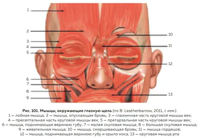 МЫШЦЫ ЛИЦА ⠀ ⠀ ✓ Мышца опускающая бровь (фото 2). Функция: опускает бровь  книзу и несколько кнутри. Участвует в «зажмуривании» глаз. Если… | Instagram