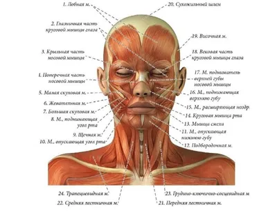 МЫШЦЫ ЛИЦА ⠀ ⠀ ✓ Мышца опускающая бровь (фото 2). Функция: опускает бровь  книзу и несколько кнутри. Участвует в «зажмуривании» глаз. Если… | Instagram