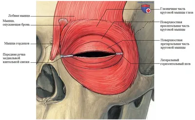 doctor_golikova on Instagram: \"Мышца, опускающая бровь есть не у всех. И не  повезло тому, кто её имеет. Подбровные и межбровные мышцы не постоянны. Эта  группа мышц генетически разнородна. Чем больше мышц в