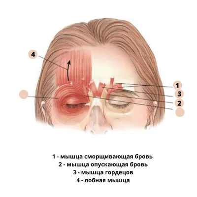 Нежелательные явления при ботулинотерапии верхней трети лица | ВКонтакте