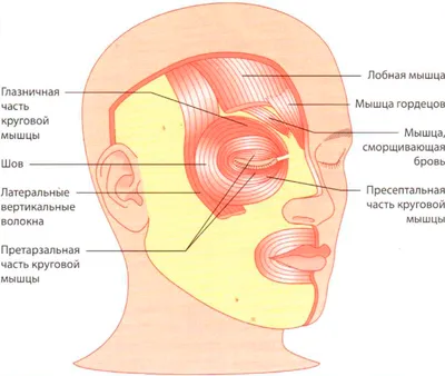мышцы лица фото с описанием и схемами: 5 тыс изображений найдено в  Яндекс.Картинках | Секреты красоты, Лицо, Тело