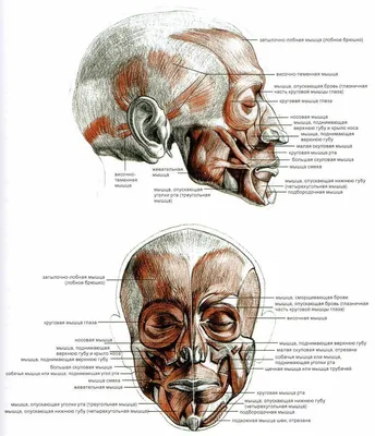 Схема анатомии мышц лица и шеи при тейпировании — статьи от эксклюзивного  дистрибьютора кинезиотейпов BBTape