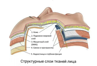 Мышцы головы и шеи - online presentation