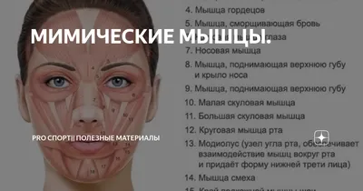 Депрессоры, Леваторы , Сфинкторы - кто такие? — Юлия Кадырова на TenChat.ru