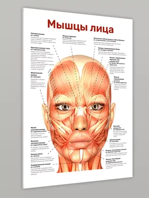 Мышца, опускающая угол рта: анатомия, строение, функции