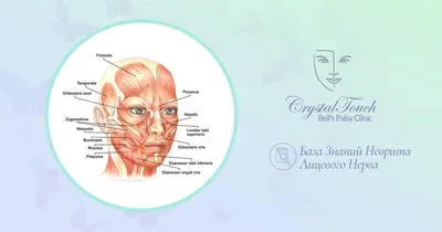 Обучающий медицинский плакат \"Лицевые мышцы человека\" / А-2 (42x60 см.) -  купить с доставкой по выгодным ценам в интернет-магазине OZON (904247936)